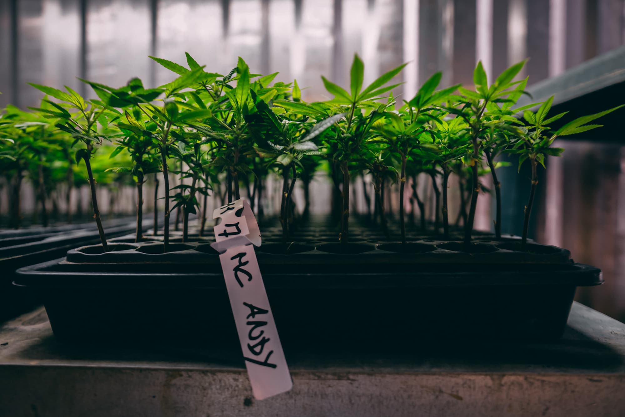 CBD-öljy ja hampusta saatavat kannabinoidit