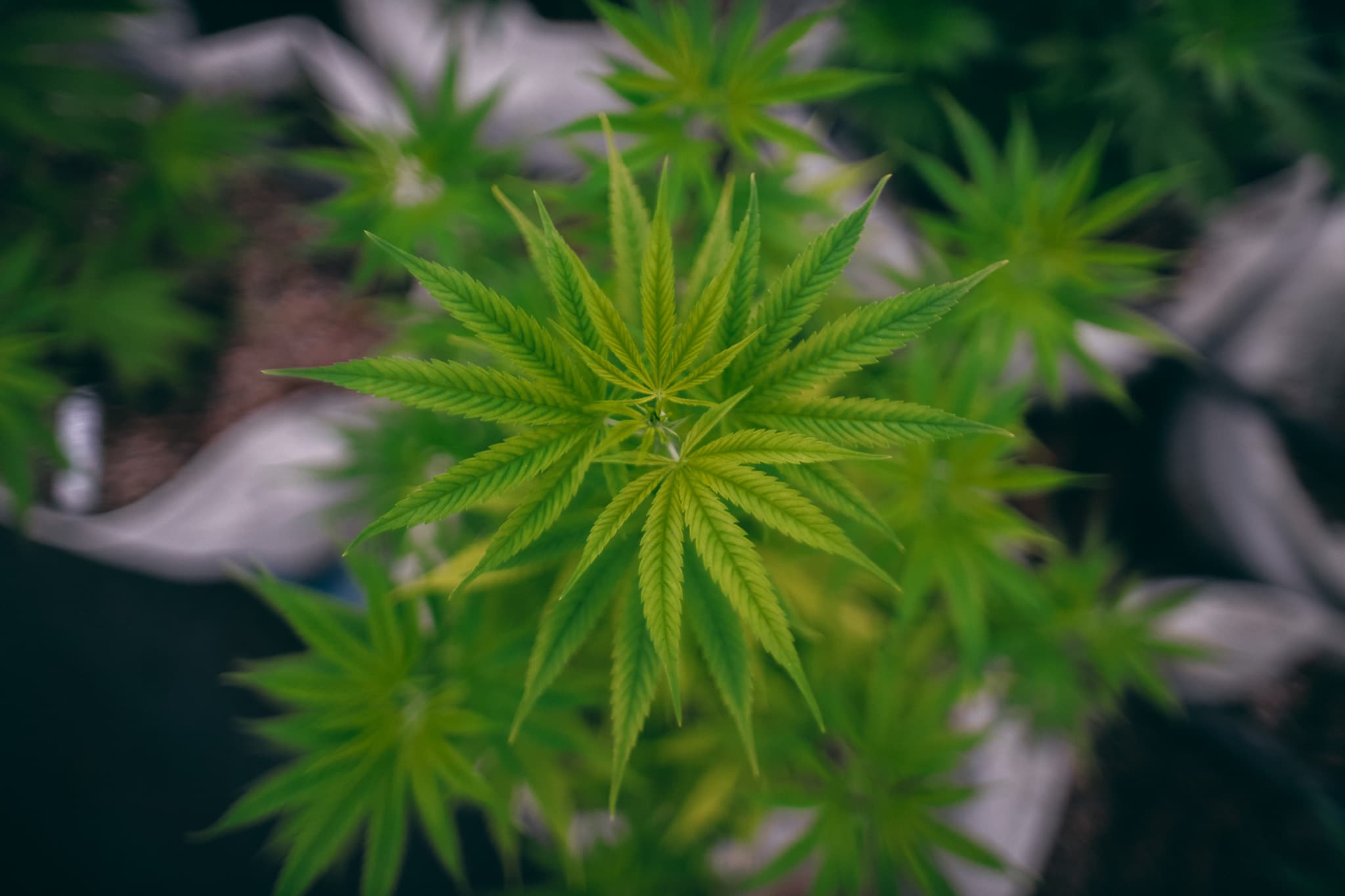 CBD-öljy mitä se on selitettynä?